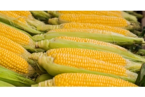 Blog Conecta.ag | Milho safrinha: veja aqui orientações práticas para o seu cultivo!