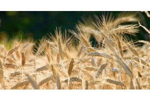 Blog Conecta.ag | Trigo: veja aqui tendências e oportunidades do mercado