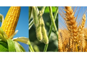 Blog Conecta.ag | Mercado e oportunidades de exportação para trigo, soja e milho