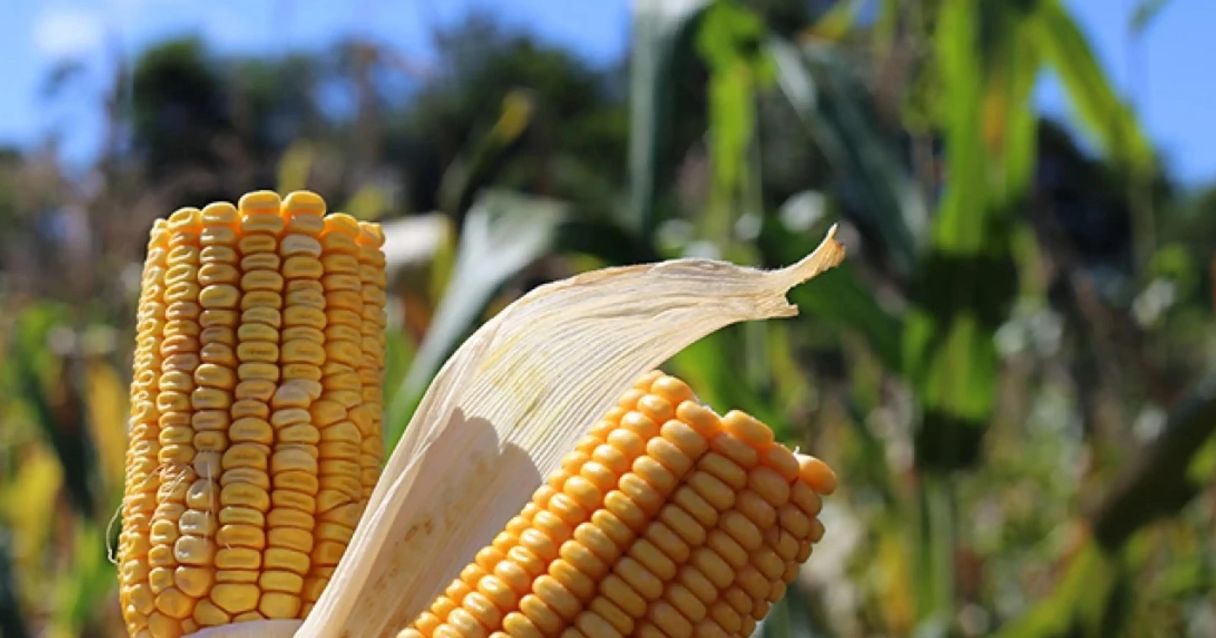 Blog conecta.ag |2023 deve ter preços de milho mais pressionados no Brasil