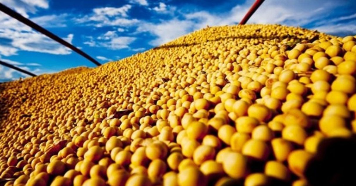 Blog conecta.ag | 43ª Reunião de Pesquisa de Soja da região Sul será sediada na Universidade Federal de Santa Maria