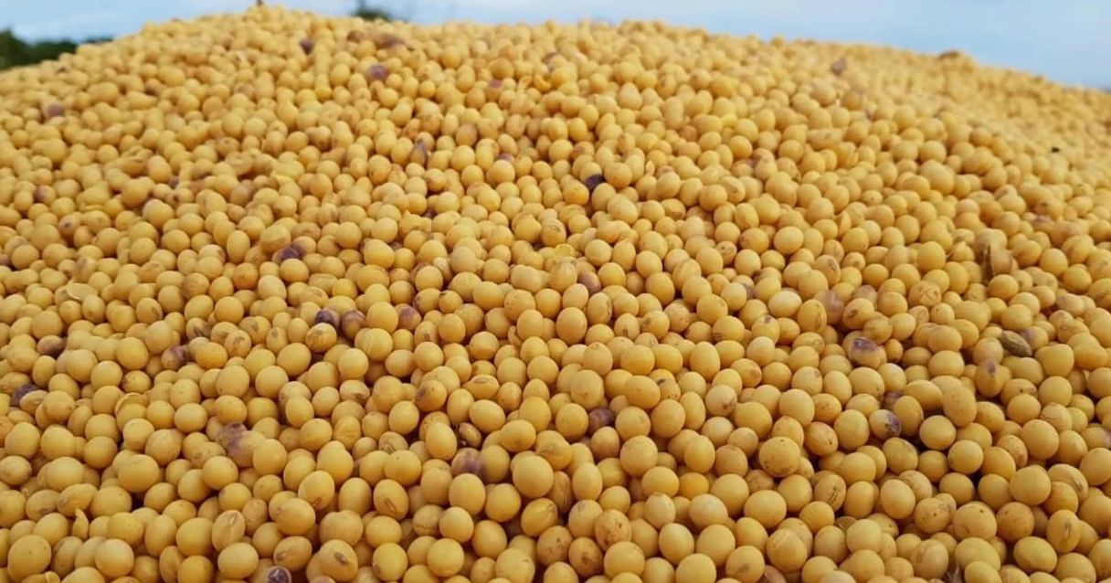 Blog conecta.ag| Abiove aposta em safra de soja no Brasil 