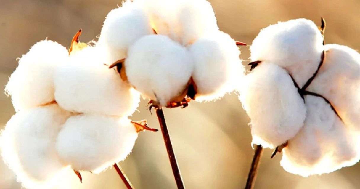 Blog conecta.ag | Abit ressalta avanços na produção sustentável no Brasil para atender consumidor