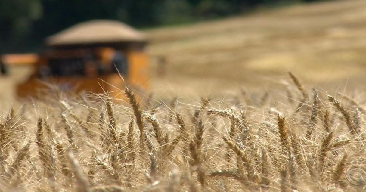 Blog conecta.ag |Abitrigo discute produção recorde do cereal