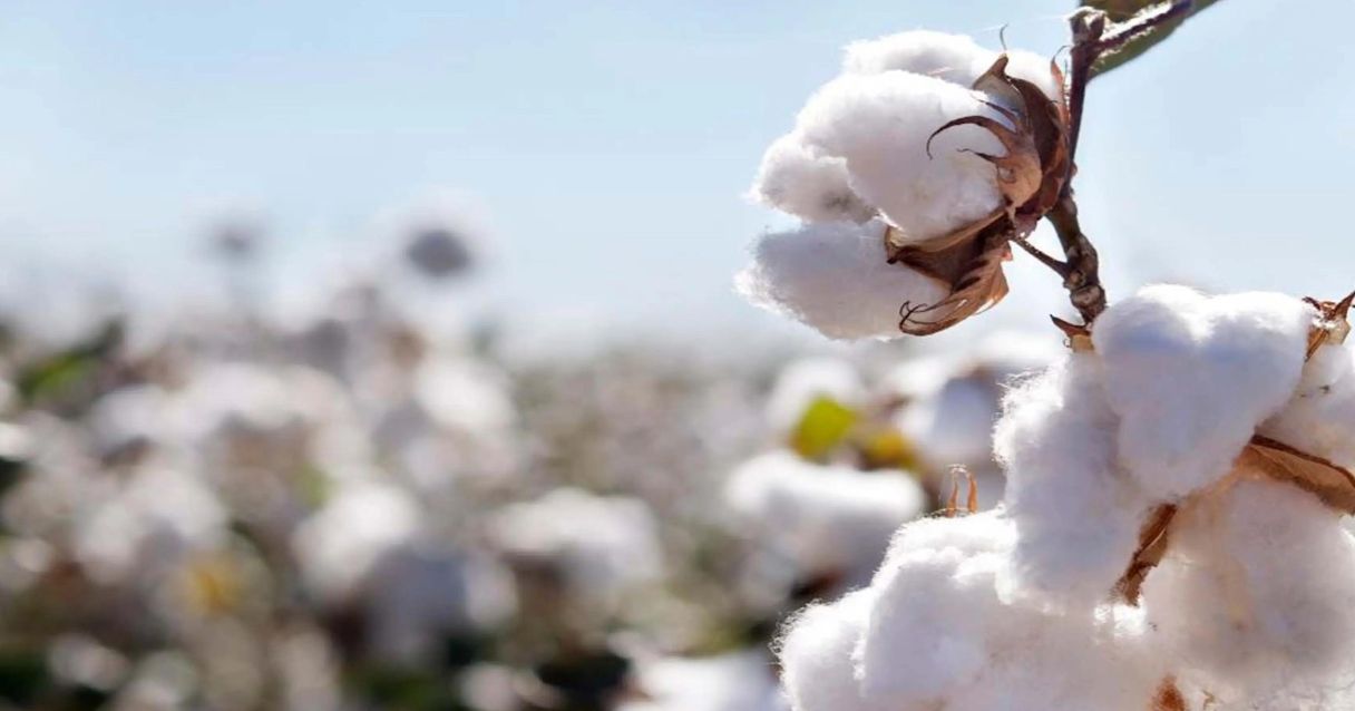 Blog conecta.ag | Abrapa reduz safra atual de algodão e divulga primeira estimativa para o próximo ciclo