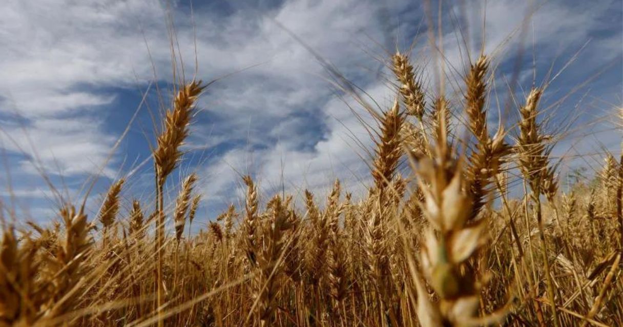Blog conecta.ag | Ano de 2023 será de muitos desafios para o setor do trigo no Brasil