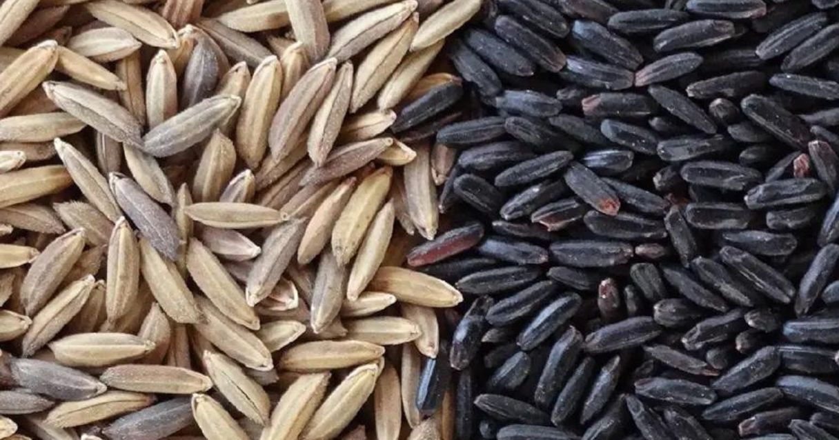 Blog conecta.ag  | Assinatura química arroz preto