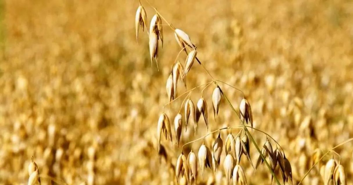 Blog conecta.ag | Atualização do IBGE aumenta estimativa de safra de aveia do Brasil