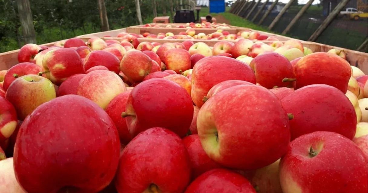 Blog conecta.ag |Brasil bate recorde com exportação de fruta em 2021