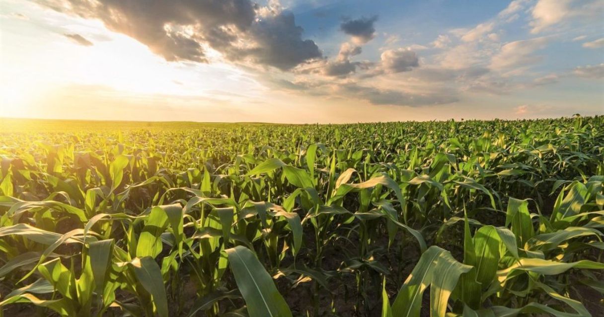 Blog conecta.ag | China deve começar a importar milho do Brasil ainda neste ano