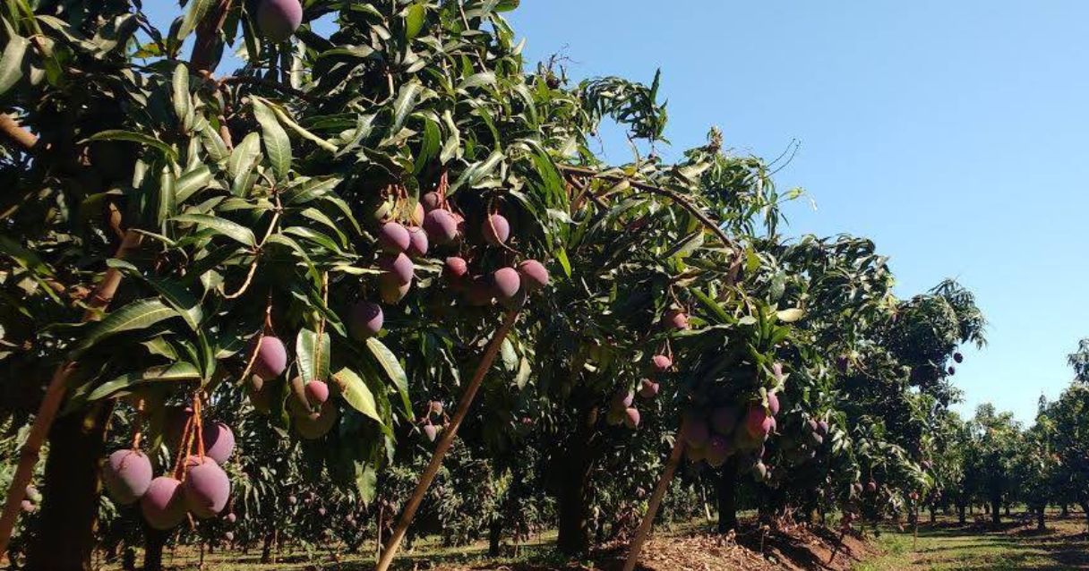 Blog conecta.ag | Colapso interno em mangas é alvo de pesquisa