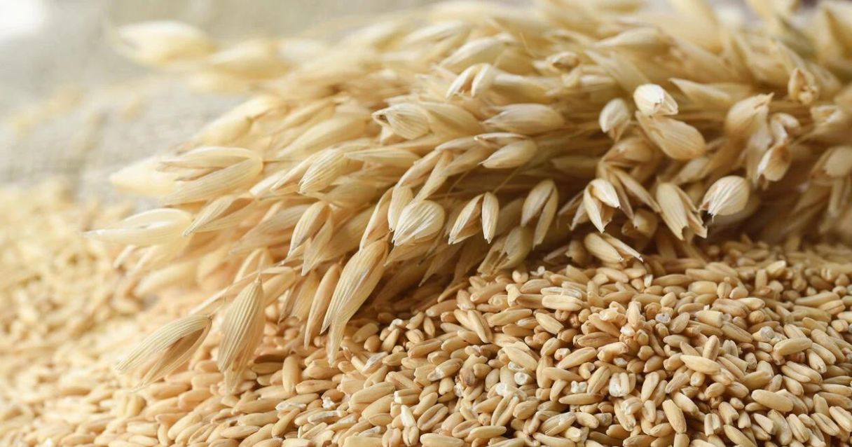 Blog conecta.ag | Colheita da aveia branca começa no Rio Grande do Sul