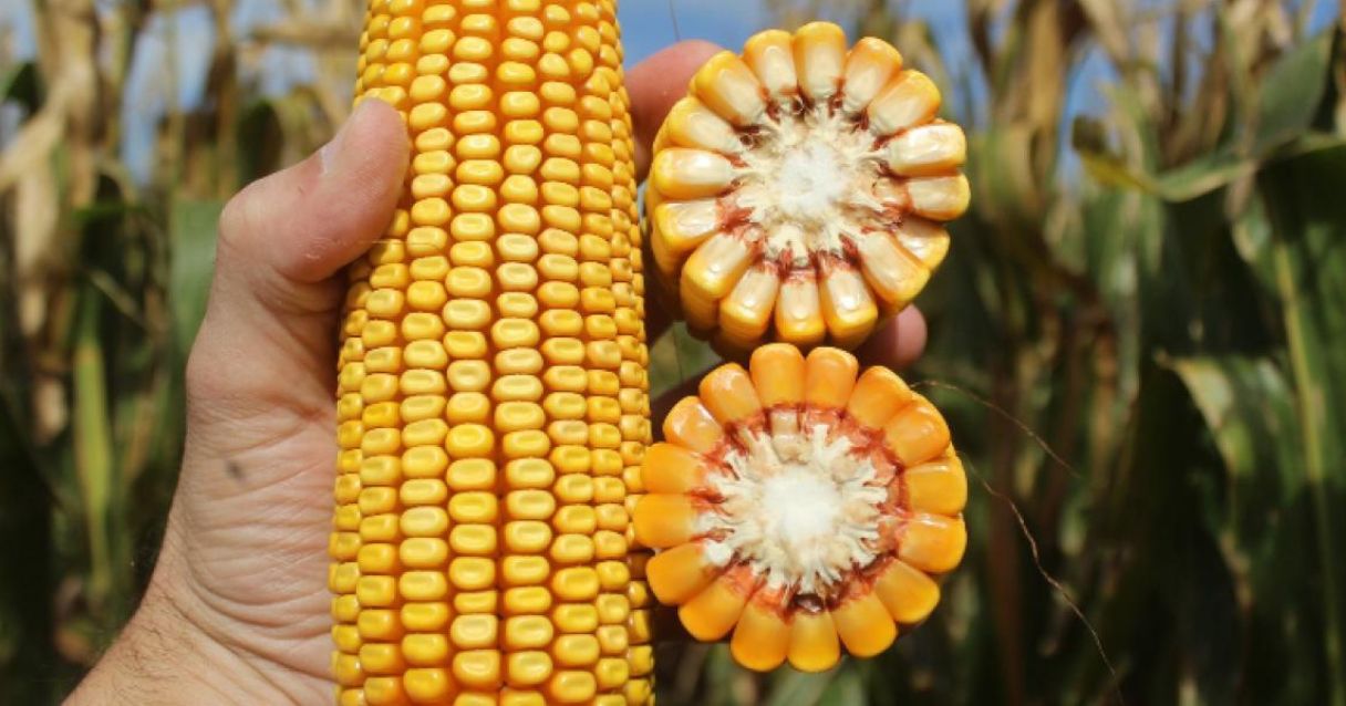 Blog conecta.ag | Colheita do milho no Paraná se encaminha para reta final