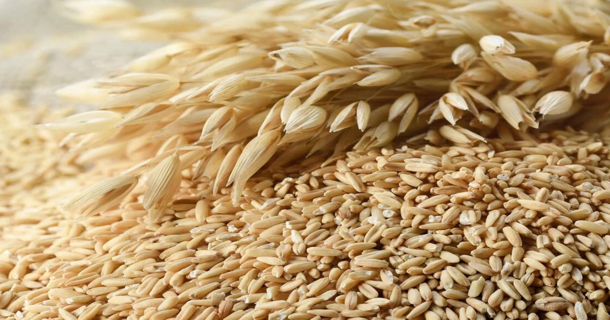 Blog conecta.ag | Condições do tempo continuam favorecendo cultivo de aveia branca