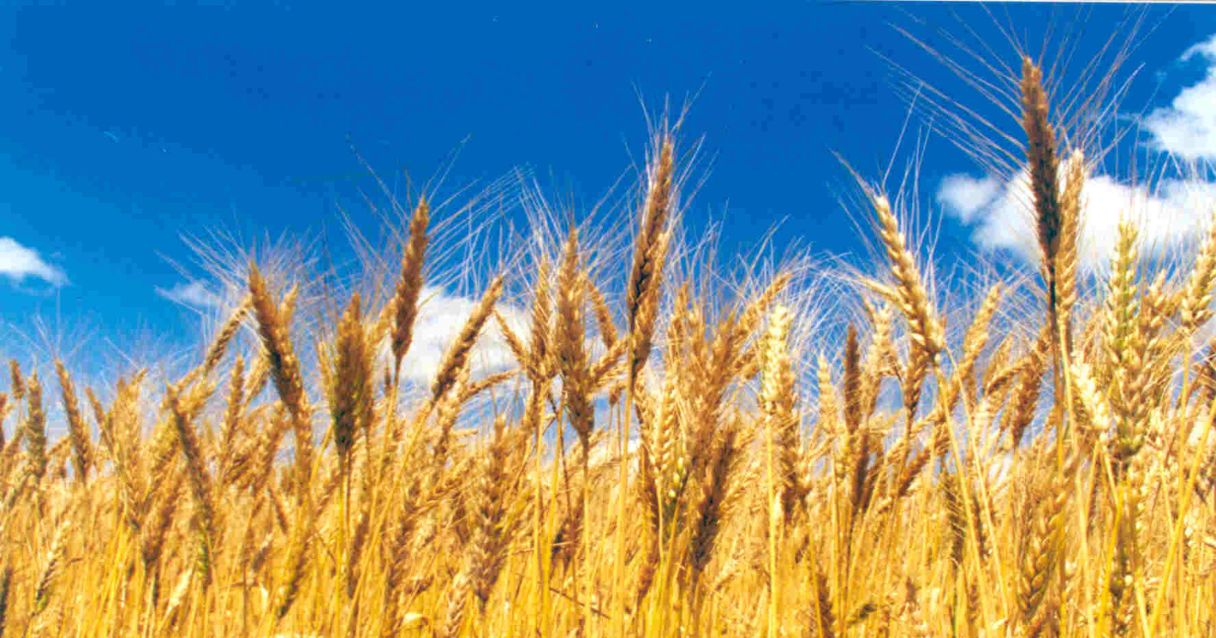 Blog conecta.ag | Conheça as duas cultivares de aveia disponibilizadas pela Embrapa