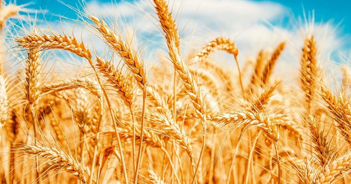 Blog conecta.ag | Dia do Trigo: Produtor brasileiro tem motivos para comemorar