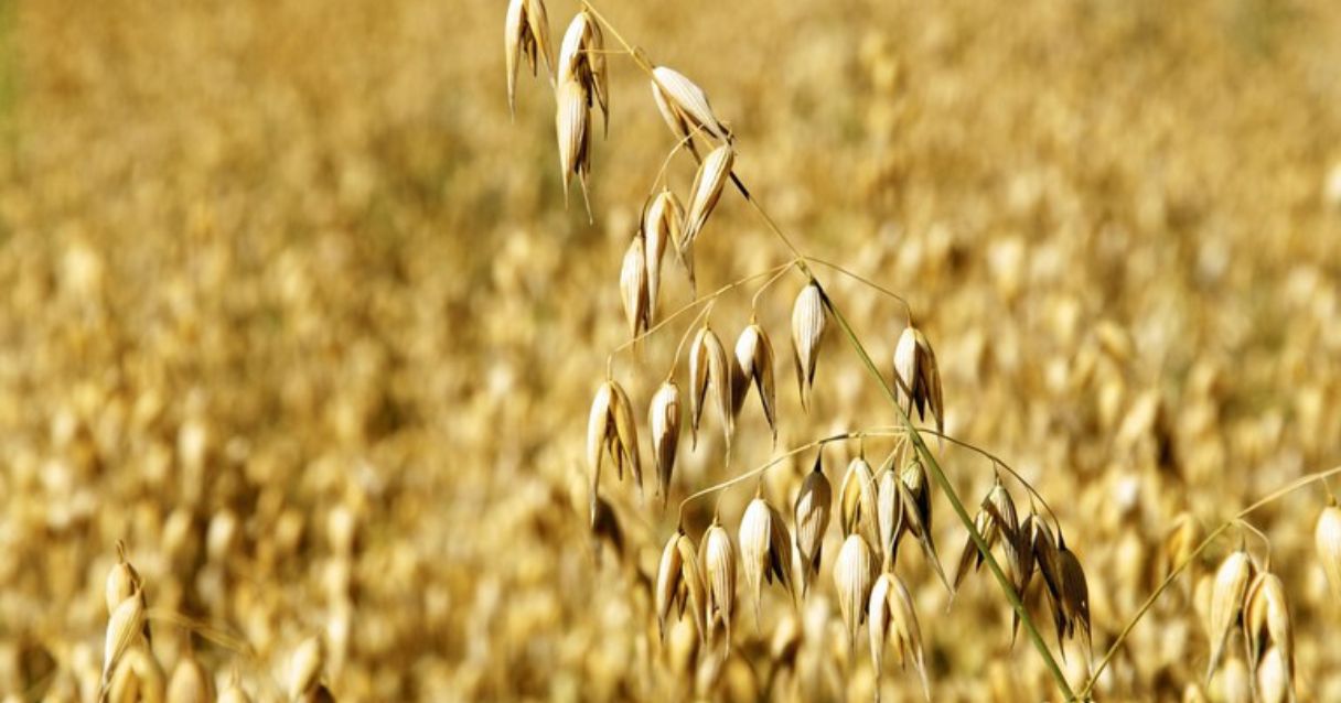 Blog conecta.ag | Cultivo de aveia e trigo entre o outono e inverno podem aumentar