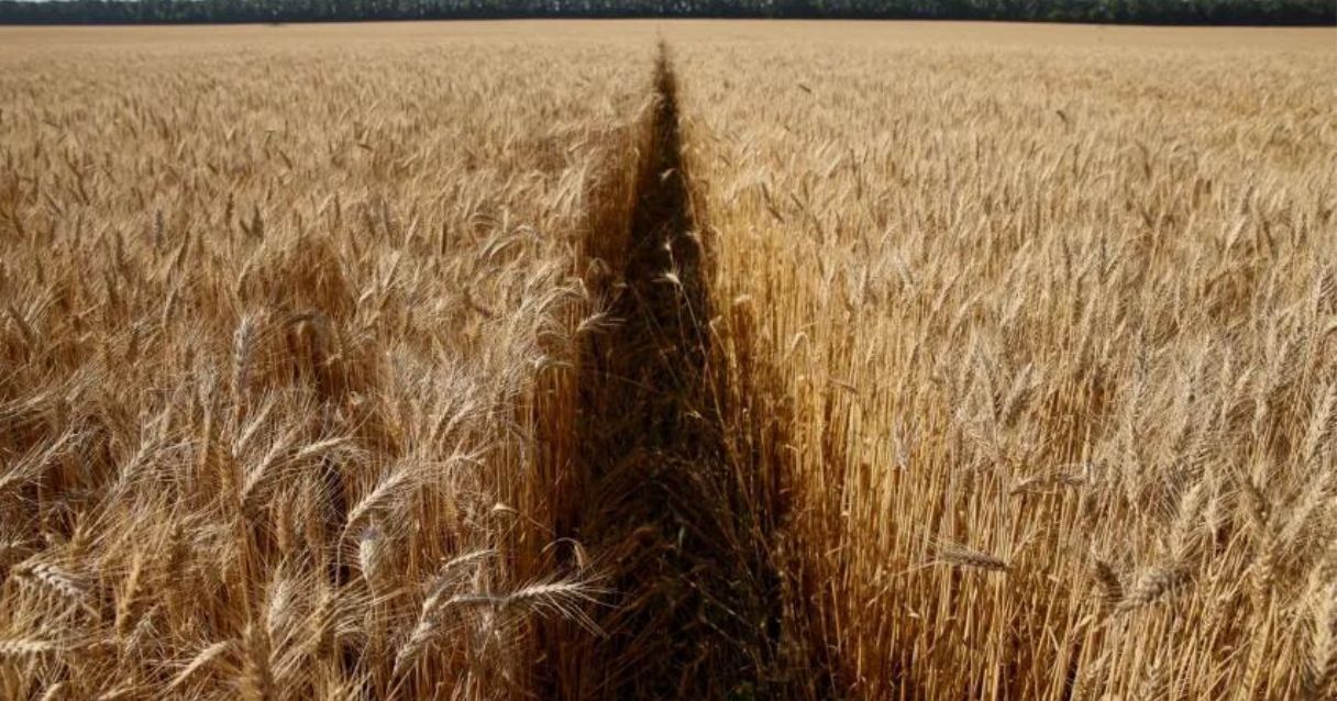 Blog conecta.ag | Descoberta genética que pode deixar trigo mais resistente