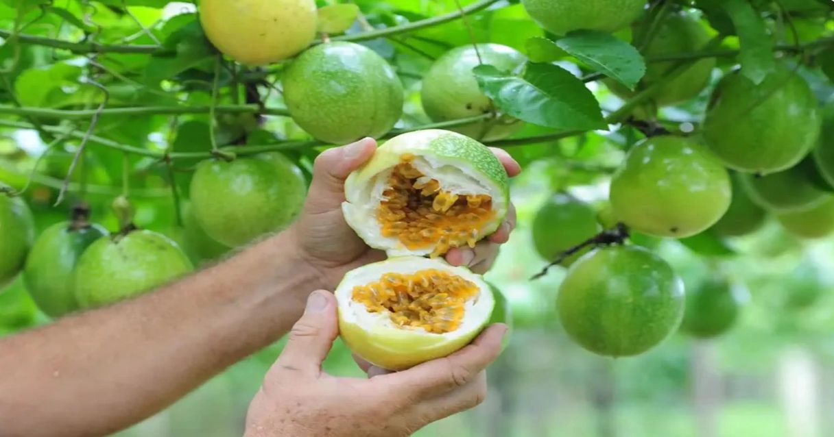 Blog conecta.ag| Embrapa lança minicurso gratuito sobre cultivo de maracujá