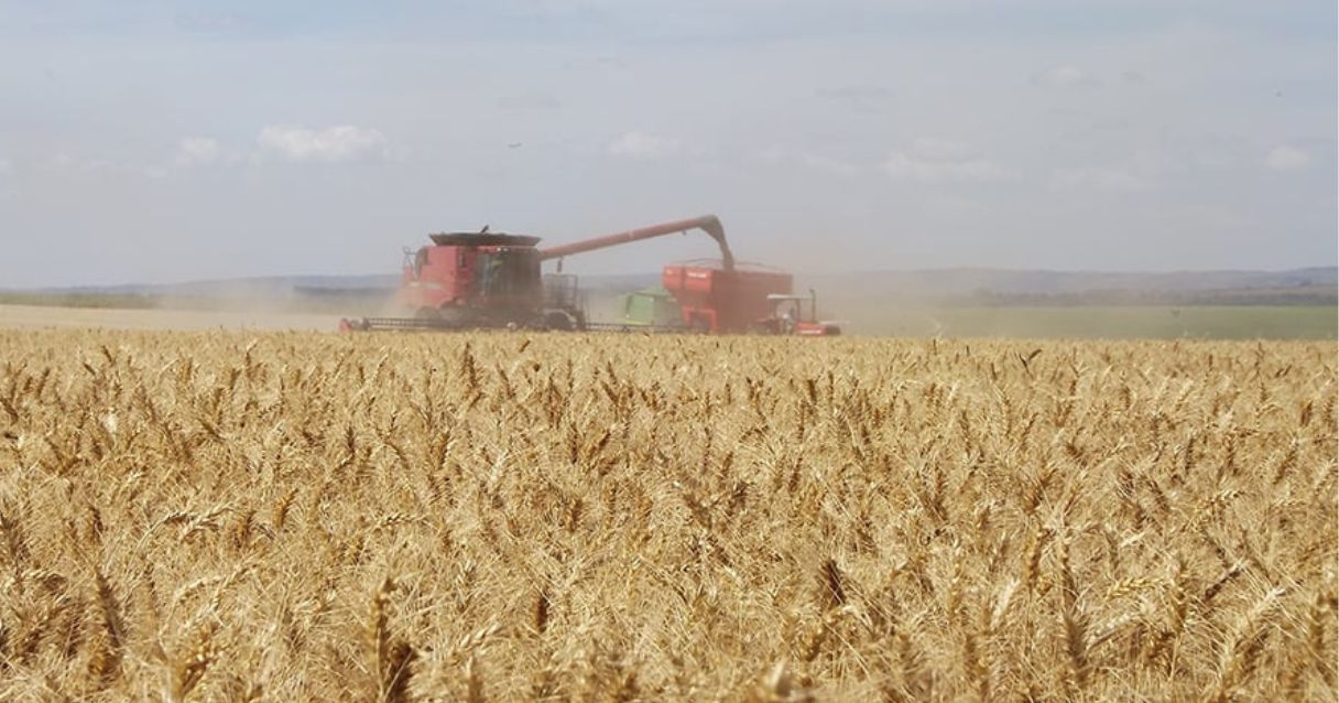 Blog conecta.ag | Estudos da Embrapa mostram resultados positivos para cultivo de trigo