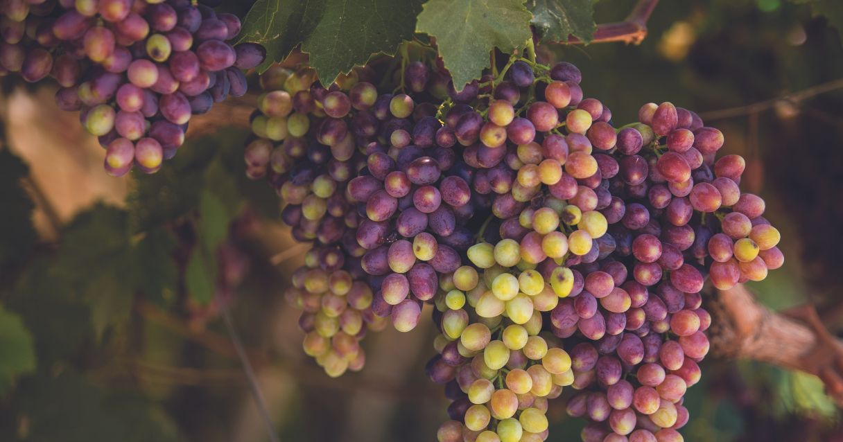 Blog conecta.ag | Exportações de uva apresentam bom desempenho em 2021