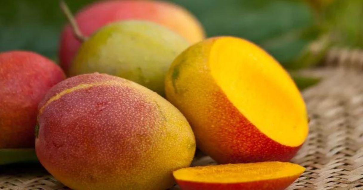 Blog conecta.ag |Exportação de manga cresce 12% e bate novo recorde