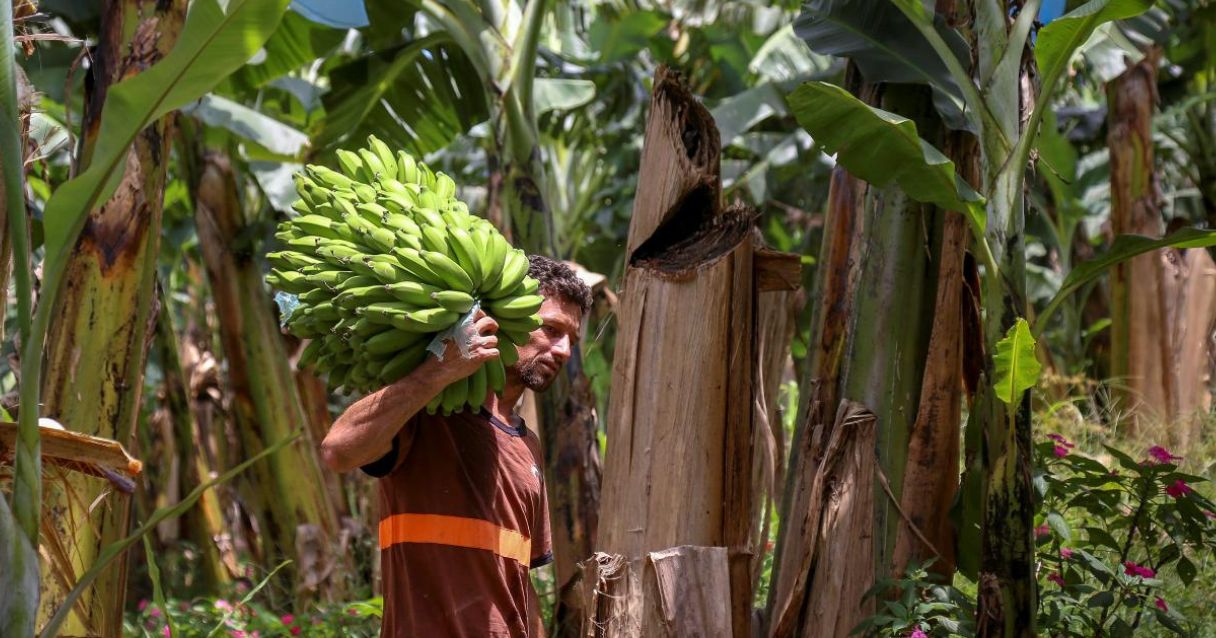 Blog conecta.ag | Banana em Guaratuba - PR