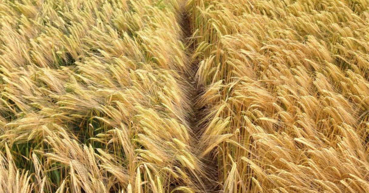 Blog conecta.ag | História de cultivo de aveia no Brasil