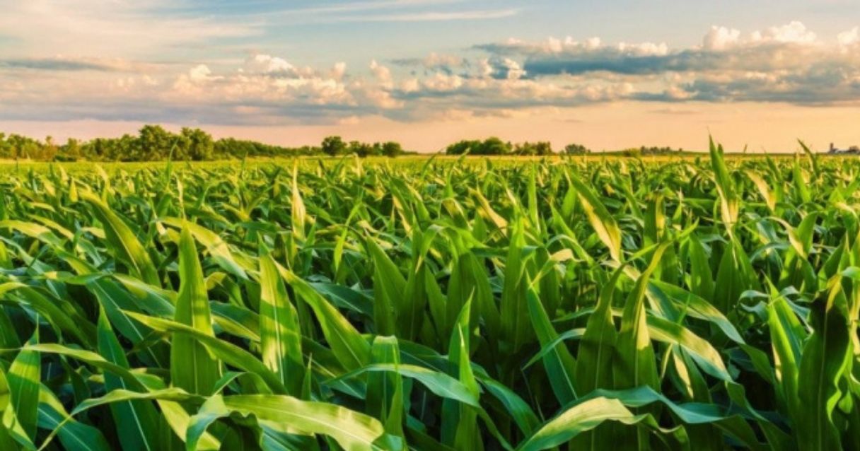 Blog conecta.ag |Lavouras de inverno apresentam condições para aumento de área