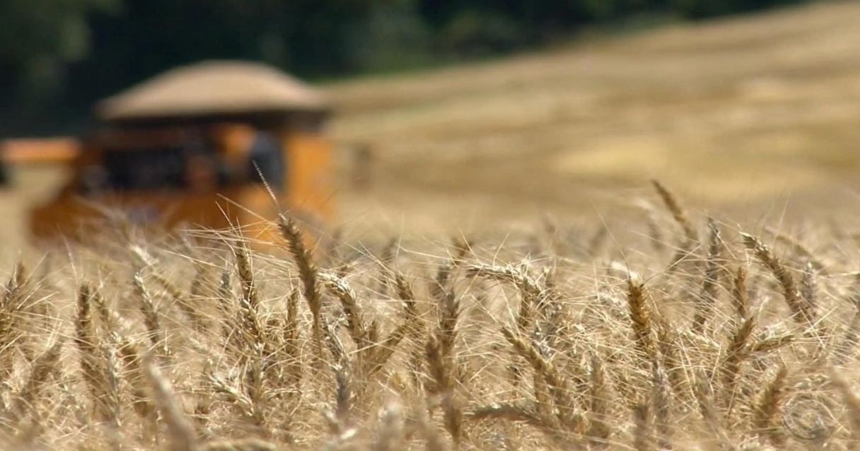 Blog conecta.ag | Lavouras de trigo no Rio Grande do Sul apresentam elevado potencial produtivo 