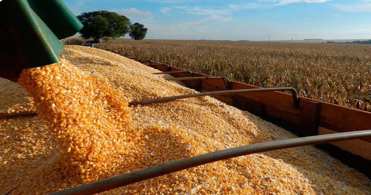 Blog conecta.ag| Milho: Secex atualiza dados de exportação e importação