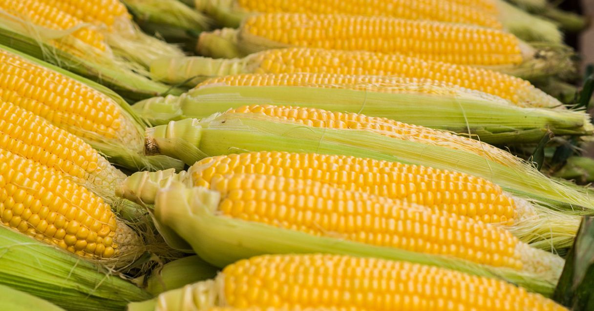 Blog Conecta.ag | Milho safrinha: veja aqui orientações práticas para o seu cultivo!