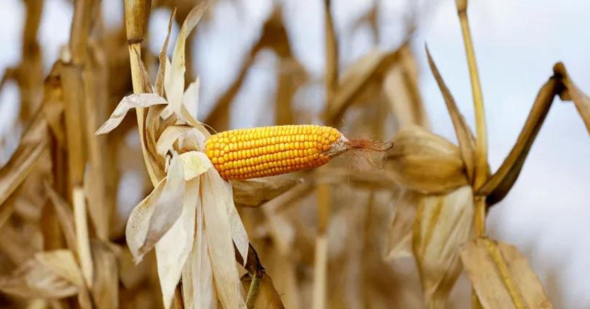 Blog conecta.ag | Novembro começa com mais de 2,2 milhões de toneladas de milho exportadas pelo Brasil