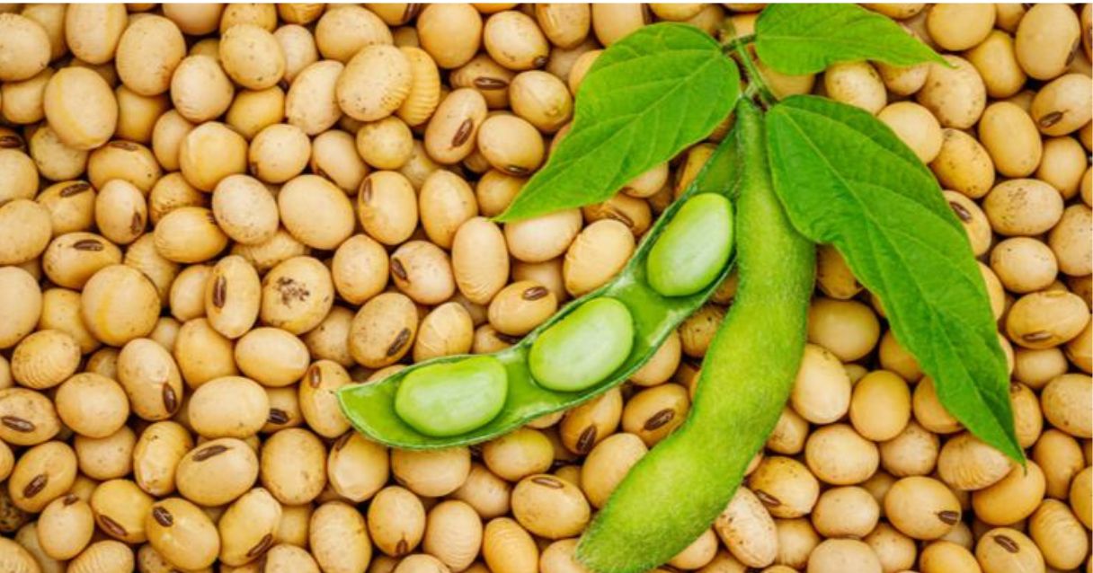 Blog conecta.ag | Plantio da soja no Rio Grande do Sul avança