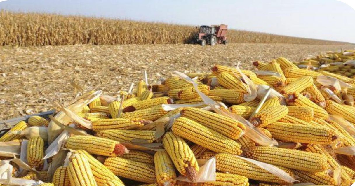 Blog conecta.ag |Plantio do milho avança em importantes áreas de produção no Brasil