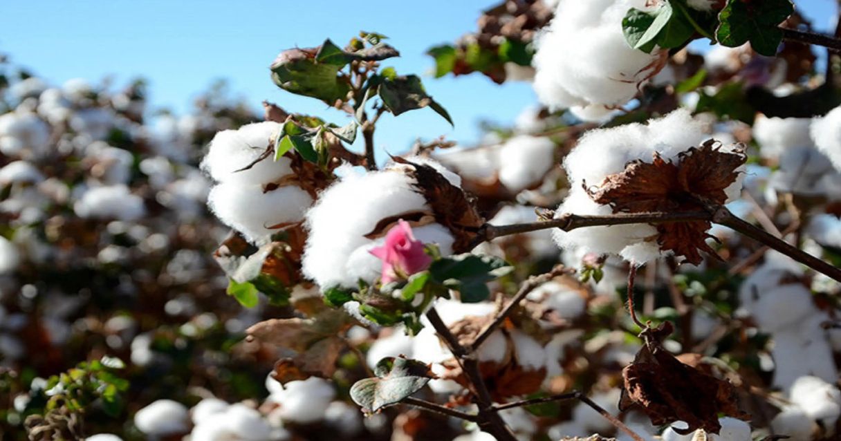 Blog conecta.ag | Produção de algodão em Minas Gerais deve ultrapassar 100 mil toneladas