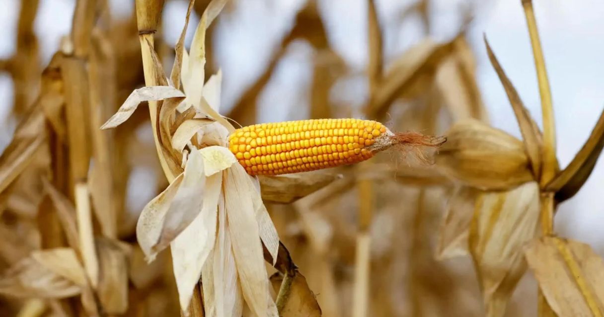 Blog conecta.ag | Produção de milho do Brasil na safra 22/23 deve ajudar a diminuir restrição