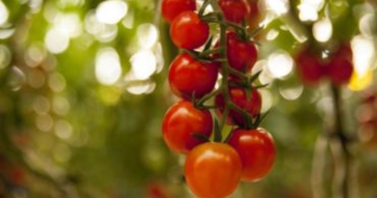 Blog conecta.ag |Produção de tomate dobra no perímetro irrigado