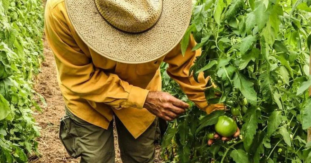 Blog conecta.ag |Produção familiar se destaca com cultivo orgânico