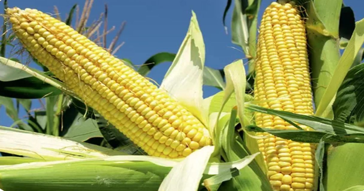 Blog conecta.ag | Produtor brasileiro precisa ficar atento às janelas de exportação de milho