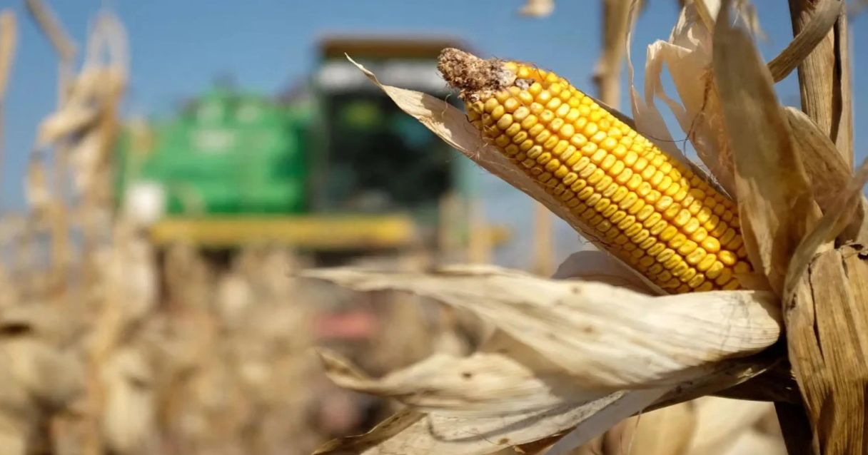 Blog conecta.ag |Com tecnologia da Embrapa, produtor ganha tempo e obtém maior produtividade no milho