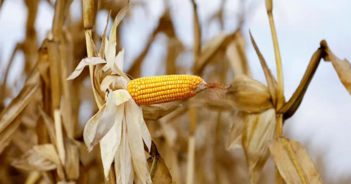 Blog conecta.ag | Rabobank vê 2023 com preços do milho pressionados no Brasil