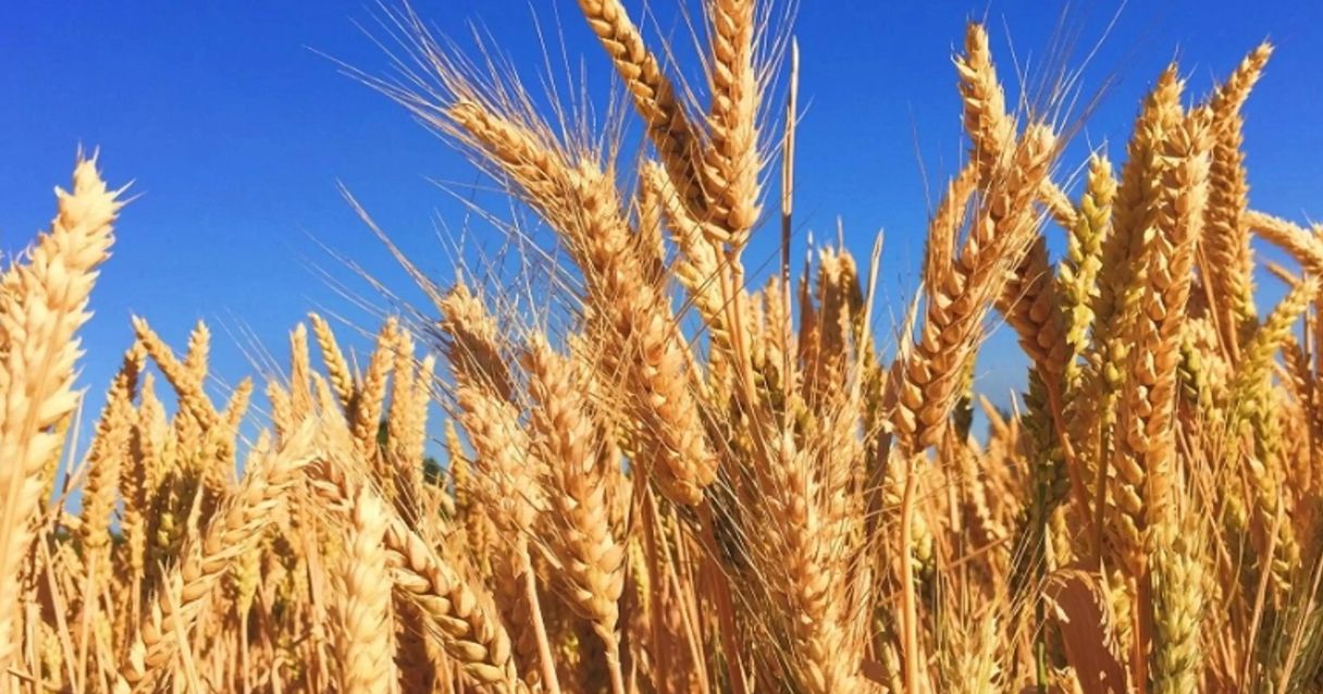 Blog conecta.ag | Saída da Rússia do acordo do corredor de grãos deixa oferta de trigo ainda mais ajustada