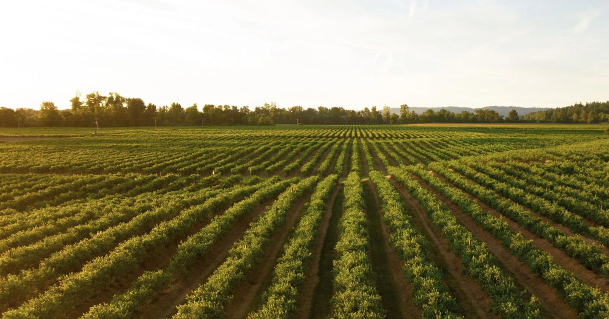 Blog conecta.ag |Safra de arroz no Rio Grande do Sul