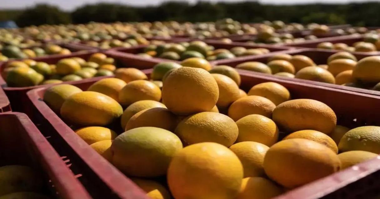 Blog conecta.ag | Safra de laranja do Brasil é estimada em 309 milhões de caixas