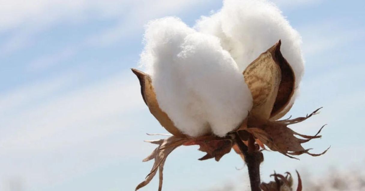 Blog conecta.ag | Setor de algodão aguarda para saber qual será a tônica do novo governo