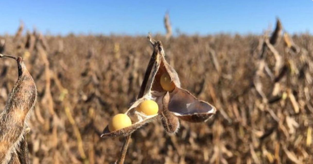 Blog conecta.ag | Soja nos portos do Brasil tem perdas de até R$14/saca na semana