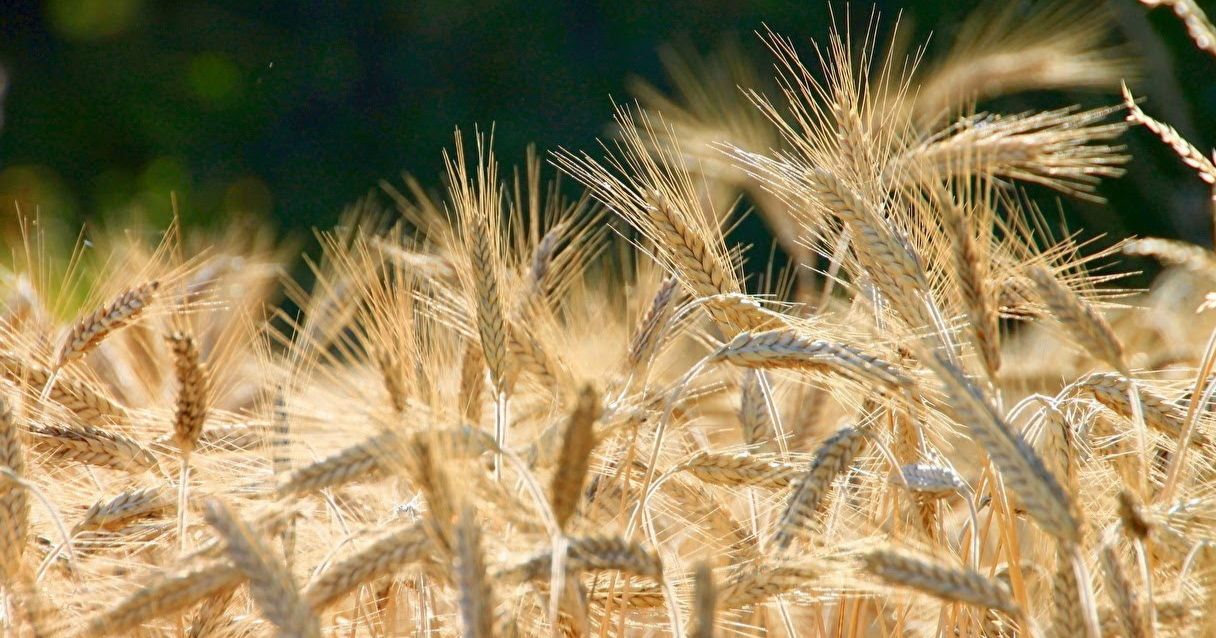 Blog Conecta.ag | Trigo: veja aqui tendências e oportunidades do mercado