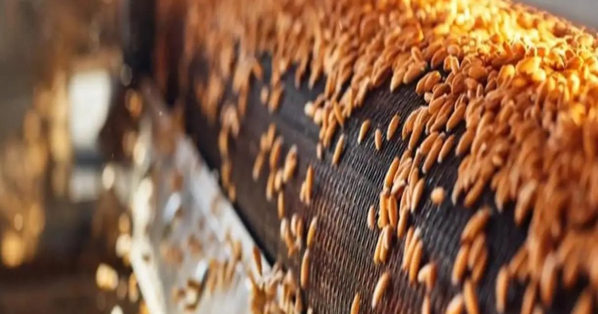 Blog conecta.ag | Trigo apresenta bom desenvolvimento nas lavouras do RS