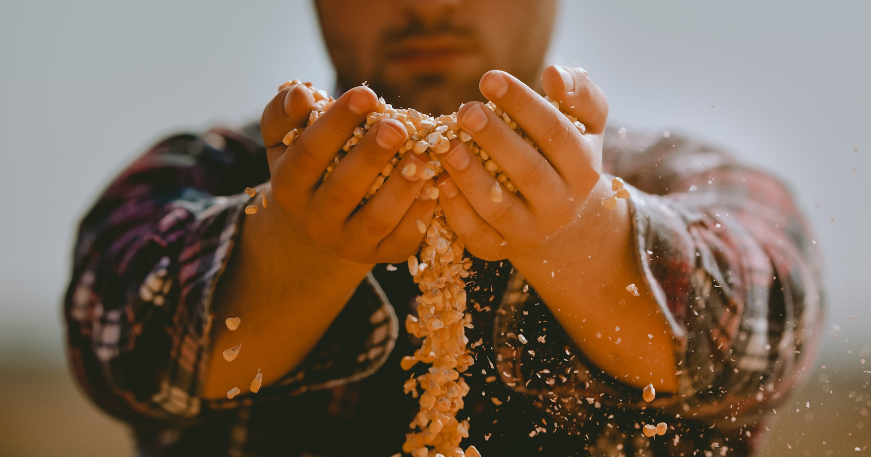 Blog conecta.ag | Como preparar o solo para o plantio do milho? 